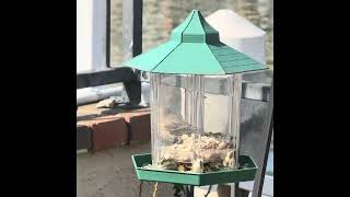 Bird feeder active