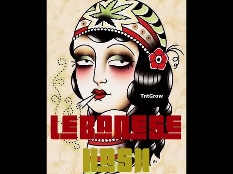 Lebanese Hash---Strain Views-- #tkc #weed #strainview-TheKushCrib.com