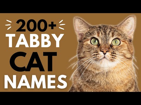 200+ Terrific Names for your TABBY Cat 🤎 | Boy & Girl Tabby Cat Names