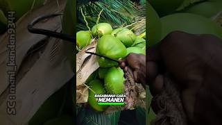 Download lagu How to Harvest Coconuts Properly and Correctly #shorts #harvest #coconut mp3 Download lagu How to Harvest Coconuts Properly and Correctly #shorts #harvest #coconut mp3