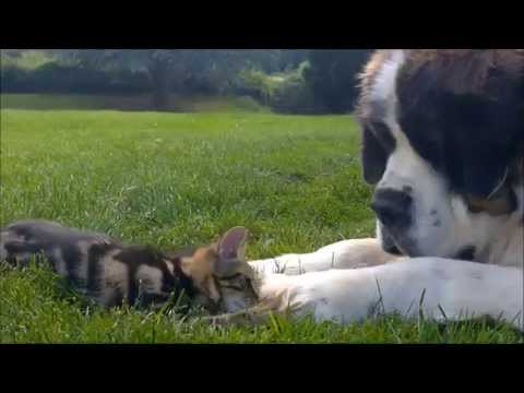 Una pareja adorable: un gatito y una San Bernardo