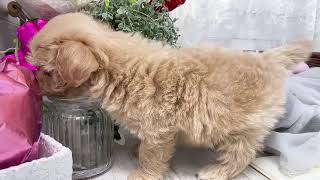 ハーフ犬の動画01