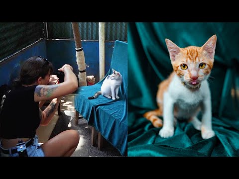 I Took Photos Of Shelter Cats To Help Them Get Adopted