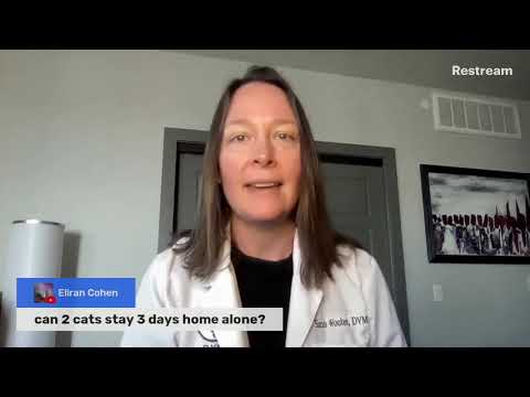 Can 2 cats stay 3 days home alone? (A Vet Explains)