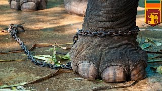 Elephant rampage: elephant in Sri Lankan Buddhist ceremony goes berserk, kills monk - TomoNews