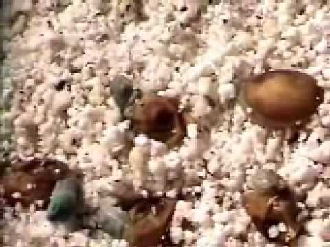 YouTube Video kcWLGYtCpAo