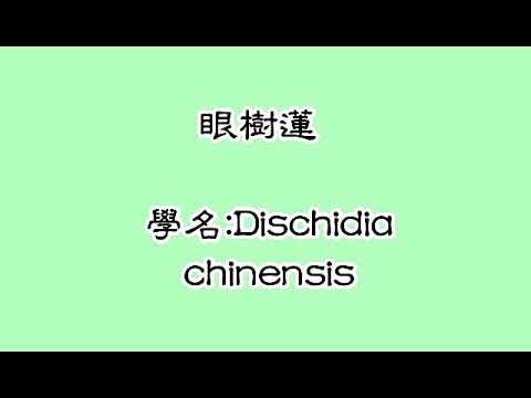 眼樹蓮種植