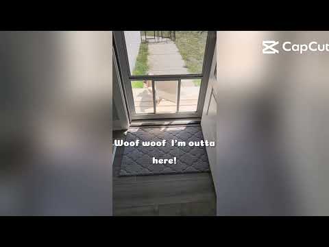 Porter the basset hound