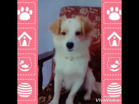 My love bruno palikhey