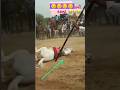 Khatarnaak Accident Horse Race Automobile Horseenthusiast Horsefan Horseriding