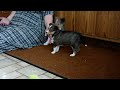 Shetland Sheepdog dogs for sale: Tonya - Video 1