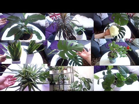 Si te kujdesemi per lulet e dhomes- Plehu qe duan, ujitja, si pastrohen e si shumohen lulet