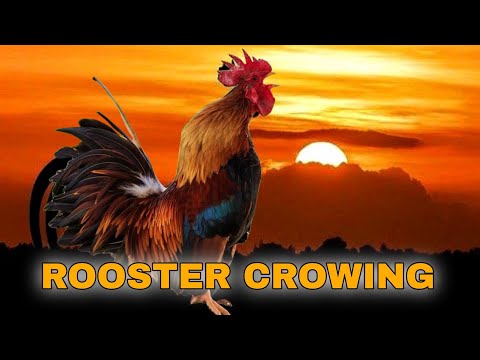 ROOSTER CROWING COMPILATION 2022 - Laughing Rooster