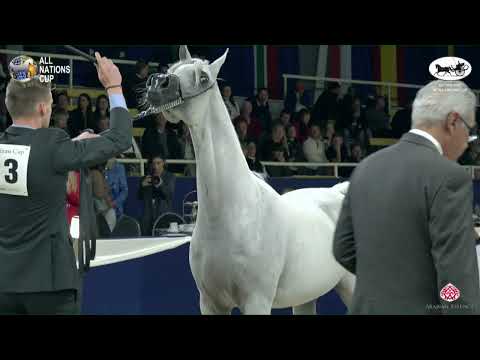 N 113 BASMAH ALBIDAYER   AACHEN 2022   38° All Nations Cup   Mares 7 10 Years Old Class 8