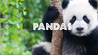 The Endangered: Panda