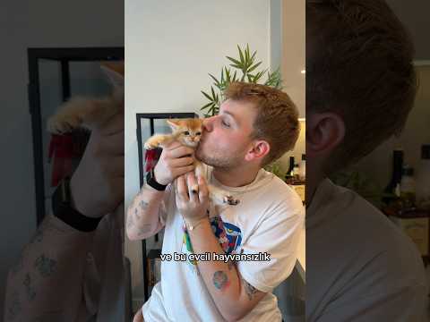 YENİ EVCİL HAYVANIM!!? (ÇOK TATLI) #emreuzunboy #kedi #evcilhayvan #vlog #shorts