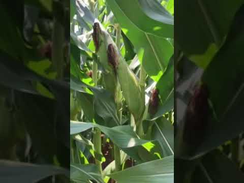 Billy Carter | Josh Watson's @nationalcorngrowers Plot & the 1st Thing to Look at When Scouting Corn