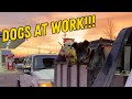 Coyote Hunting With DOGS Awesome Footage