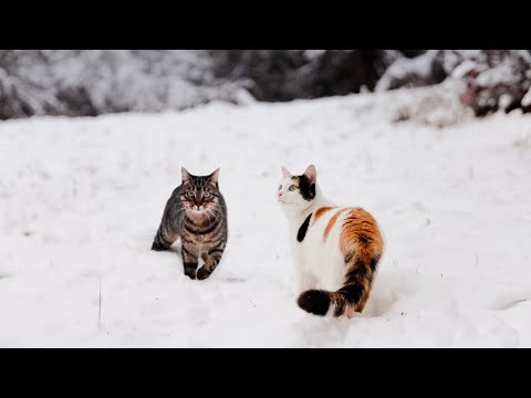 A Quiet Walk in the Snow (with Cats)
