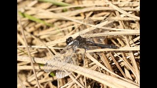 In Search of Dragonflies