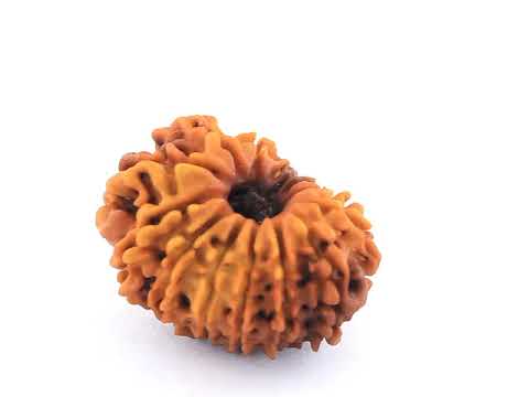 14 mukhi Rudraksha