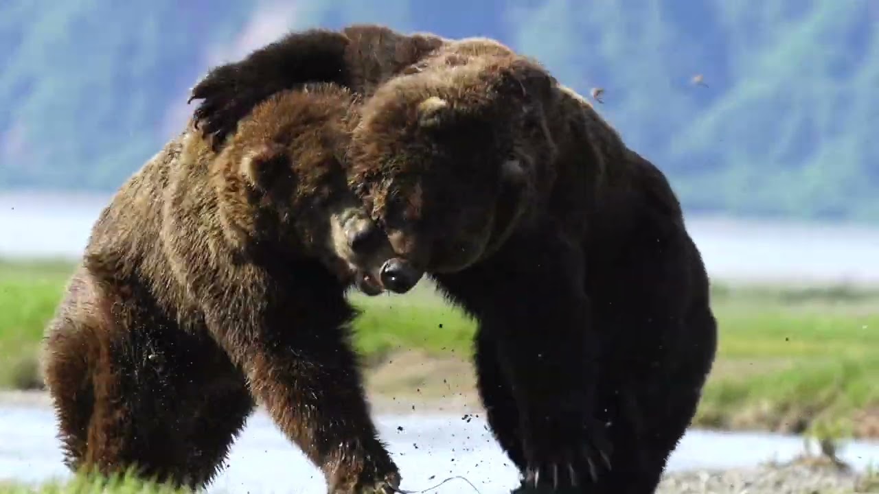 Alaskan Monster Bears Go At It - YouTube