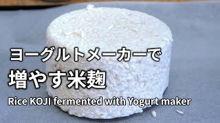 ヨーグルトメーカーで増やす米麹(米こうじ) Rice KOJI fermented with Yogurt maker