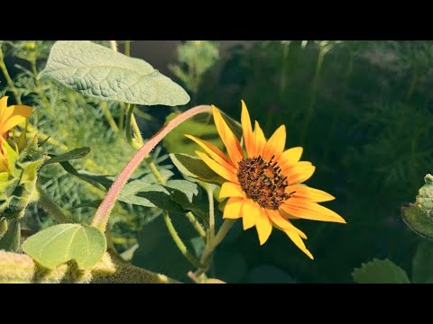 even forever one day fades away