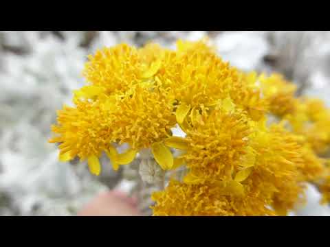 , title : 'Hoary mugwort - Artemisia stelleriana - Stjörnumalurt - Hélumalurt - Gul blóm'