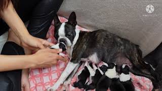Chiots à 3 jours, un moment important à savoir et comprendre - Boston Terrier - Boston Attitude