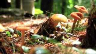 preview picture of video 'Mushrooms-of-Monadnock'