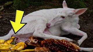 This Deer Was Filmed Giving Birth To Her Fawn, But A Startlingly Different Sight Followed Soon After