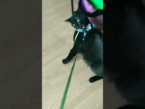 Arnés de Gato como que no quiere😅