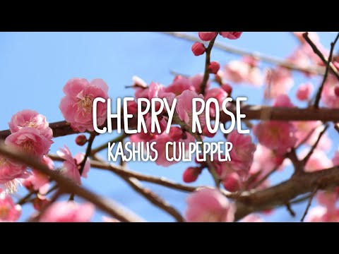 Kashus Culpepper - Cherry Rose (Lyrics)