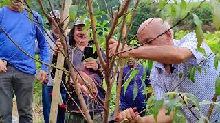 Pré Poda para frutiferas abandonadas com Sergio Semerdjian