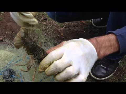Ayvacık Suat Uğurlu baraj gölünde ıstakoz şoku