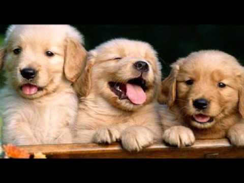 download lagu mp3 mp4 Felicidade Fernando Pessoa, download lagu Felicidade Fernando Pessoa gratis, unduh video klip Felicidade Fernando Pessoa