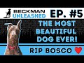 RIP Bosco. How I Lost My Beautiful Helper Dog and the Worst Vet Ever! Beckman Unleashed - Episode 5
