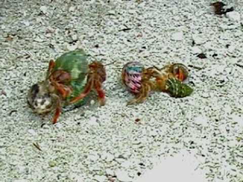Did Bigger Penises Evolve to Protect Hermit Crabs’ Private Property?