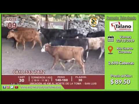 22-11-19 - Venta de Invernada - Remate Televisado de Talano Hnos. - Río Cuarto