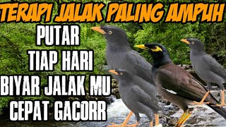 Download lagu masteran jalak kebo dan pikat paling ampuh auto nyautt mp3