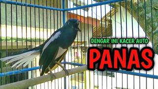 Download lagu DENGAR INI KACER LAIN AUTO PANAS LANGSUNG KONSLET !! PANCINGAN KACER GACOR PASTI NYAUT AMPUH. mp3