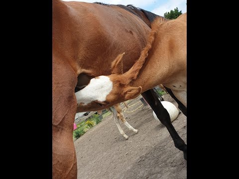 ons wonder x clicksem x horse la loi x calando 1 x ladalco