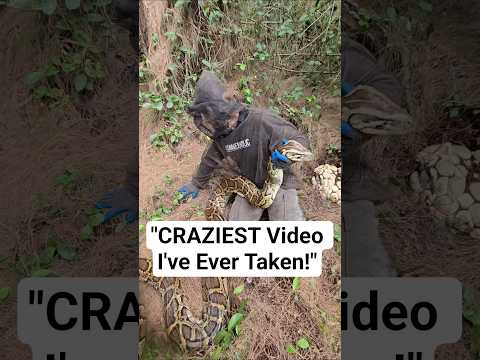CRAZIEST PYTHON VIDEO IN THE WORLD! #python #snake #shorts #wildlife #nature #dangerous #herping