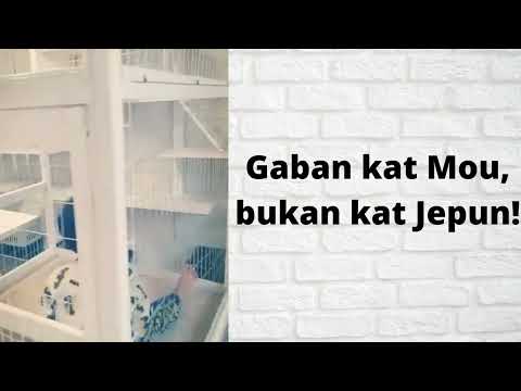 Afif is obsessed with cats. Bila nak ajak balik? Hmmmm.. Ala la ketot-ketot!!!