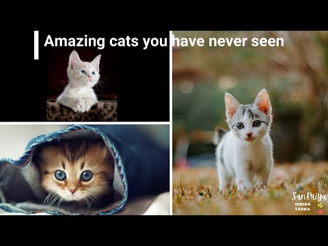 #4K Cute Animals When You are Stressed | Cute cats you have probably never seen #cutecats #amazing