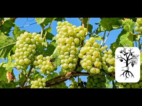 Weinreben schneiden im Spalier – Rebschnitt einfach erklärt