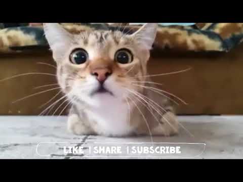 Cat Reaction Funny GIF Video