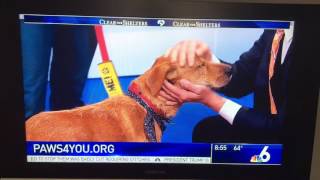 Carol and Buzzer on NBC 6 South Florida Today