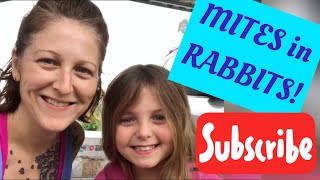 HOW TO treat MITES in RABBITS!